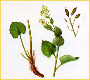    ( Eutrema cordifolium ),    