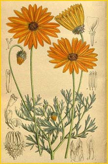   ( Ursinia cakilefolia )  Curtis's Botanical Magazine 1916