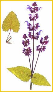   ( Salvia verticillata ),     