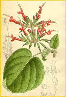   ( Salvia longistyla )  Curtis's Botanical Magazine 1914