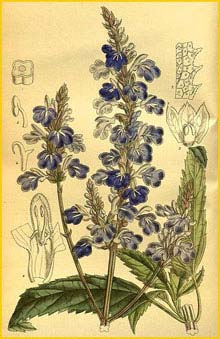   ( Salvia uliginosa ) Curtis's Botanical Magazine 1914
