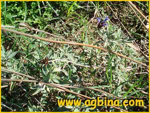    ( Salvia clevelandii )