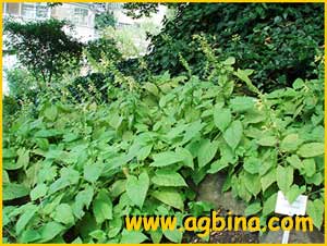   ( Salvia glutinosa )