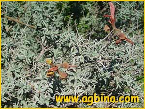   ( Salvia lanceolata )