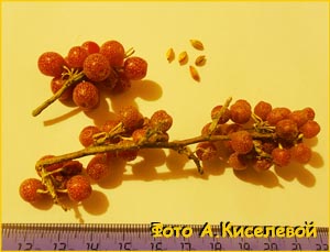    ( Shepherdia argentea )