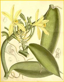   ( Vanilla planifolia ) Curtis's Botanical Magazine 1891