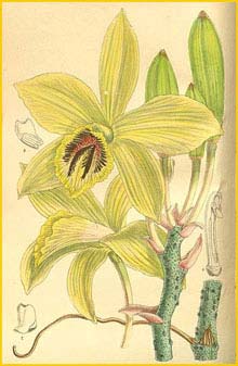   ( Vanilla humblotii ) Curtis's Botanical Magazine
