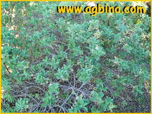    ( Salvia africana lutea )