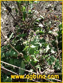   ( Salvia verbenacea )