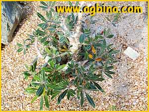    ( Pachypodium rosulatum )