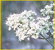   ( Eriogonum microthecum )