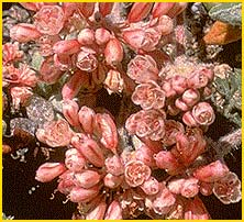    ( Eriogonum polypodum )