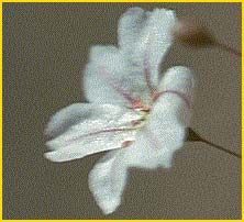    ( Eriogonum spergulinum )