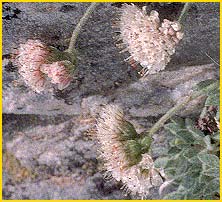   ( Eriogonum breedlovei var. breedlovei  )