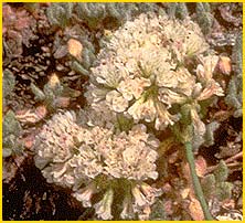   ( Eriogonum breedlovei var. shevockii )