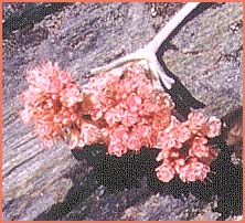   ( Eriogonum lobbii var. lobbii )