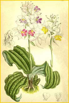   ( Calanthe madagascariensis ) Curtis's Botanical Magazine 1901