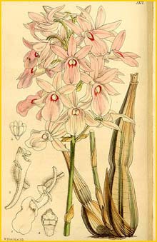   ( Calanthe rosea ) Curtis's Botanical Magazine 1862