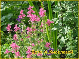   ( Salvia horminum )
