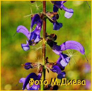   ( Salvia pratensis )