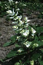   .  ( Salvia sclarea f. alba )