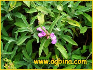   ( Salvia lavandulifolia )
