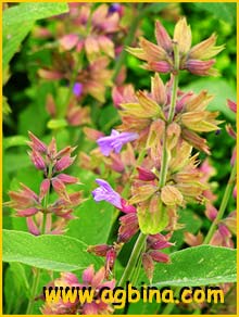   ( Salvia officinalis )