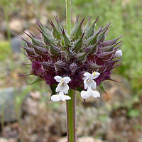   ( Salvia columbariae )