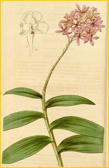   ( Epidendrum ellipticum ) Curtis's Botanical Magazine (1837)