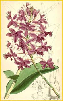   ( Epidendrum jamiesonis ) Curtis's Botanical Magazine (1871)