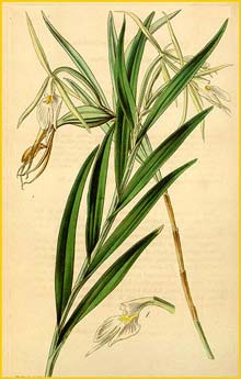   ( Epidendrum longicolle ) Curtis's Botanical Magazine (1845)