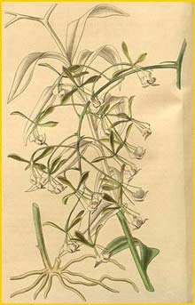   ( Epidendrum pallidiflorum ) Curtis's Botanical Magazine (1839)
