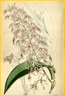   ( Epidendrum paniculatum ) Curtis's Botanical Magazine (1868)