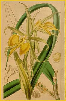   ( Epidendrum parkinsonianum ) Curtis's Botanical Magazine  (1840)