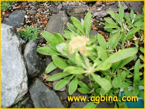    ( Eriogonum heracleoides )