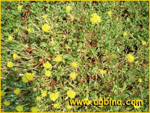   .  ( Eriogonum umbellatum ssp. umbellatum )