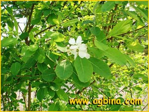   .  ( Exochorda racemosa racemosa )