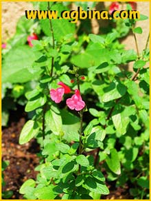   ( Salvia microphylla )