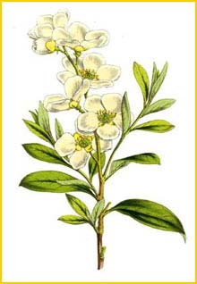   ( Exochorda grandiflora ) by Charles Lemaire
