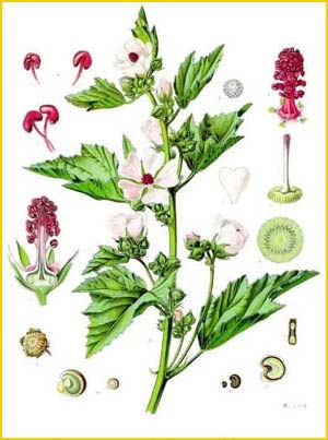   ( Althaea officinalis ) from Koehler's Medizinal-Pflanzen