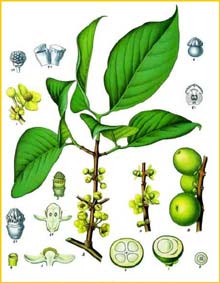   ( Garcinia  morella ) from Koehler's Medizinal-Pflanzen 