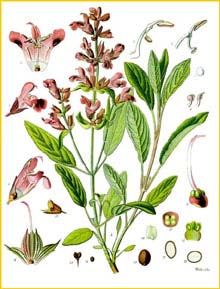   /  ( Salvia nemorosa / sylvestris ) from Koehler's Medizinal-Pflanzen