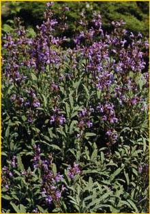   ( Salvia lavandulifolia )