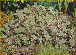    ( Salvia officinalis 'Tricolor' )