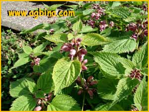   (Salvia glutinosa)