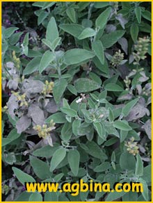   ( Salvia fruticosa )