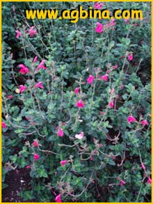  ( Salvia macellaria)