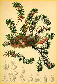   ( Empetrum nigrum ) Atlas der Alpenflora (1882) by Anton Hartinger