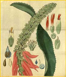   ( Aechmea mertensii ) Curtis's Botanical Magazine 1832