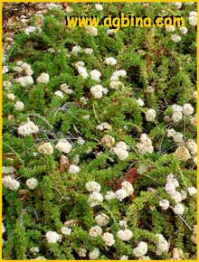   .   ( Eriogonum fasciculatum var. foliolosum ) 